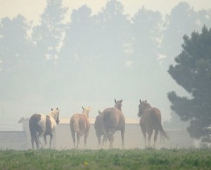 Miles away - Horses at LDR Photo courtesy of Cindy Houghton