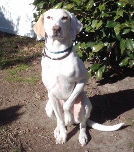 If Charlie can do it Any dog can!